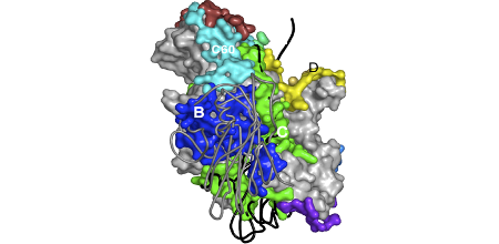 Protein-protein interaction in human rhinovirus capsid (JMB, 367:574-590,2007).