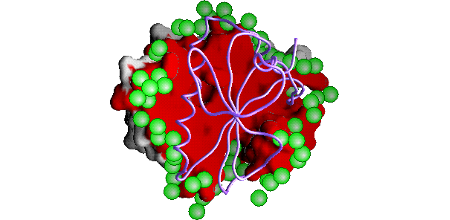 Hydration pattern of a homodimer interface (Proteins, 60: 36-45,2005).