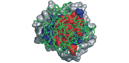 Hydrophobic and hydrophilic regions of a homodimer subunit interface (CMLS, 65:1059-1072,2008).