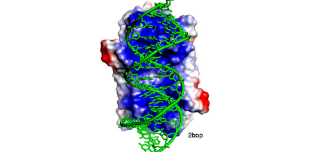 Electrostatic potential of a protein-RNA interface (NAR, 36:2705-2716).